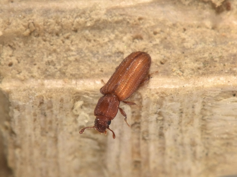Bitoma crenata pallida?